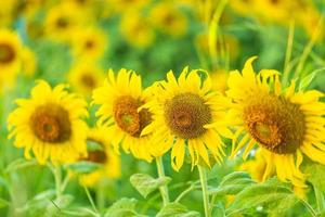 close-up view of sunflower fields green grass background. photo