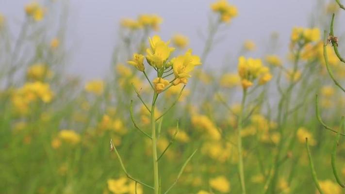 芥末影片