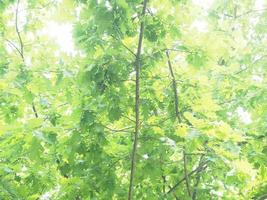 oak tree Quercus robur sapling photo