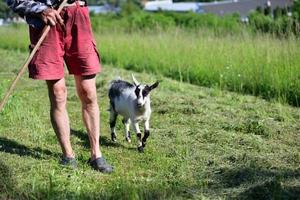 A domestic goat jumps across a meadow in the summer around a farmer who rakes hay