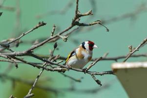 The European goldfinch sitting on the tree branch in cloudy winter snow photo