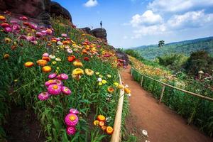 Straw flower of colourful beautiful on green grass nature in the garden with cliff of mountains at Phuhinrongkla National Park Nakhon Thai District in Phitsanulok, Thailand. photo