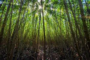 el manglar del bosque en chanthaburi tailandia. foto