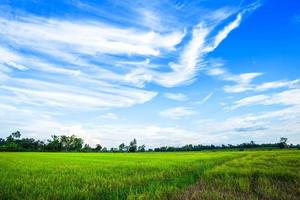 Beautiful green cornfield with fluffy clouds sky background. photo