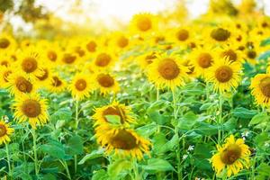 close-up view of sunflower fields green grass background. photo