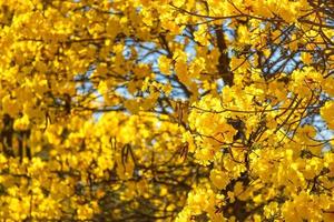 Golden trumpet tree at Park in on blue sky background. photo