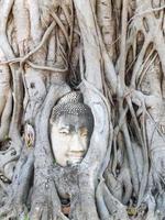 Ayutthaya Buddha Head statue with trapped in Bodhi Tree roots at Wat Maha That. photo