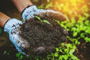 Woman asia plant agriculture vegetable. Women dig into soil the vegetable garden cultivation and separate the early growth. plant vegetable Chinese cabbage photo