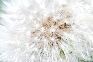 blowball macro view photo