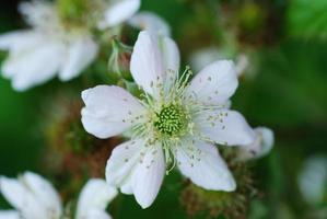 weisse bromeer bluete foto