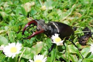 large stag beetle in green fresh grass photo