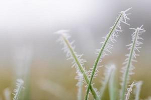 Frozen grass meadow with blurred foggy cold landscape. Frost covered grasses in winter landscape, selective focus and shallow depth of field photo