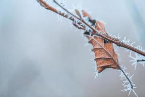 Detailed close up of frozen leaf early in the morning in winter photo