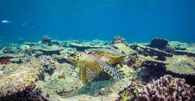 tortuga marina nadando en agua azul. linda tortuga marina en agua azul del mar tropical. foto submarina de tortuga verde. animal marino salvaje en medio natural. Especies en peligro de extinción de arrecifes de coral. tropical