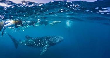 un tiburón ballena nadando justo debajo de la superficie del mar. Esnórquel con tiburones ballena en el océano azul profundo en las islas maldivas foto