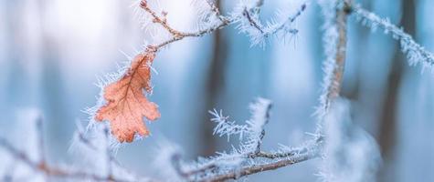 Frozen plants in winter with the hoarfrost. Turquoise winter plants in the rays of sunlight. Winter scene. Backlit blurred beauty winter flowers art design. photo