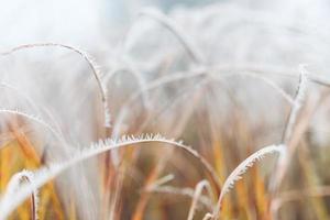 Frozen grass meadow with blurred foggy cold landscape. Frost covered grasses in winter landscape, selective focus and shallow depth of field photo