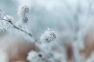 Frozen plants in winter with the hoarfrost. Turquoise winter plants in the rays of sunlight. Winter scene. Backlit blurred beauty winter flowers art design. photo