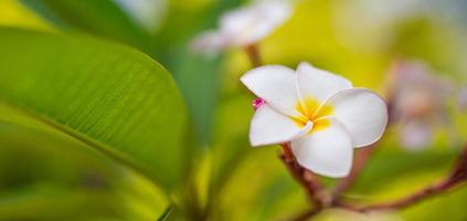 Cerca de flores frangipani con fondo verde. hermosas flores de frangipani con fondo de hojas verdes. parque o jardín tropical, flores románticas de la naturaleza foto