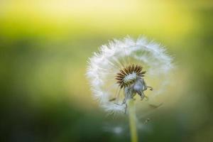 Closeup of dandelion on natural background, artistic nature closeup. Spring summer background