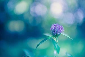 Amazing summer natural sunset background with yellow pink flowers daisies, cloversin grass against of dawn morning, blurred bokeh nature photo