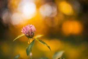 Amazing summer natural sunset background with yellow pink flowers daisies, cloversin grass against of dawn morning, blurred bokeh nature photo