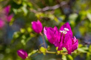 Flores de buganvillas y árboles de plantas de buganvillas en la temporada de verano. las flores de esta buganvilla son rosadas y moradas. flores de buganvilla magenta. un fondo de patrón de textura de papel tapiz. foto