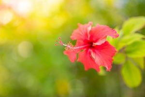 Red hibiscus flower on a green background. In the tropical garden. Love floral closeup, romance for honeymoon and couple wedding concept photo