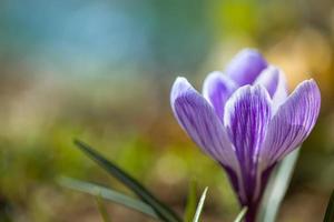 Beautiful soft spring flowers, blurred bokeh nature landscape. crocus in front of the sunset, with soft sunset bokeh photo