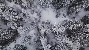 Aerial winter footage. Flying over frozen forest in snowy day. video