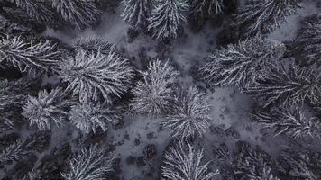 luchtfoto winterbeelden. vliegen over bevroren bos in besneeuwde dag. video