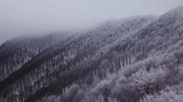 riprese aeree invernali. sorvolando la foresta ghiacciata in una giornata nevosa. video