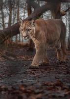 Portrait of Cougar photo