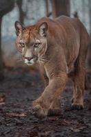 Portrait of Cougar