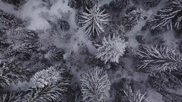 Winteraufnahmen aus der Luft. an einem verschneiten Tag über gefrorenen Wald fliegen.