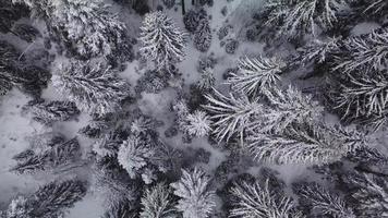 luchtfoto winterbeelden. vliegen over bevroren bos in besneeuwde dag. video