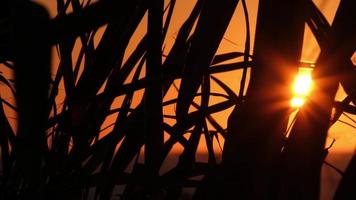 silhuetas maravilhosas de colheitas iluminadas ao pôr do sol. a câmera está girando da esquerda para a direita a 60 fps. video