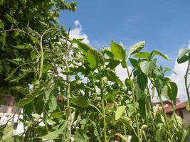 Plug plant over blue sky photo