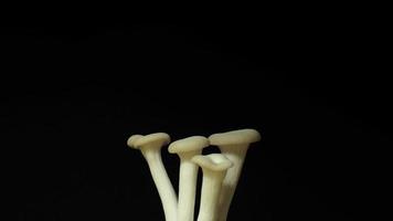 Growing mushrooms rising from soil time lapse 4k footage. video