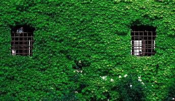 View of a window with wall covered with ivy photo