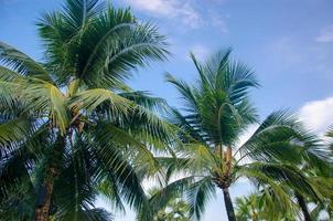 Coconut palms tree photo