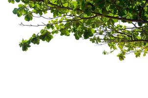 green leaves white background photo