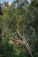 eucalipto en la orilla del río