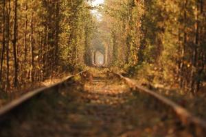 Fall autumn tunnel of love. Tunnel formed by trees and bushes along a old railway in Klevan Ukraine. selective focus photo