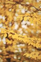 paisaje de otoño. paisaje de bosque otoñal en un día soleado con fondo de hojas de arce. enfoque selectivo.