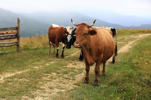 autumn cloudy landscape with herd cows grazing on fresh green mountain pastures on background. Cattle grazing in the field. red cow is looking in camera. calendar for 2021. year of the bull photo