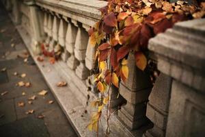 paisaje de otoño - parque de la ciudad de otoño con hojas de otoño amarillas caídas y árboles en otoño foto