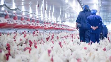 granja avícola con pollo. cría, negocio de vivienda con el fin de criar carne, cría de pollos blancos, piensos en viviendas interiores. pollo vivo para la producción de carne y huevos dentro de un almacén. foto