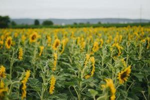 field of sunflowers photo