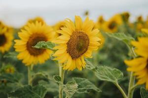 close up shot of sunflowers photo